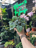Peperomia Burbella