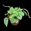Peperomia Emerald Ripple
