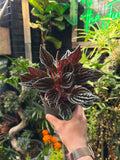 Peperomia Montevideo