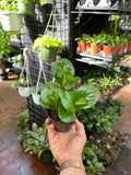 Peperomia Obtusifolia
