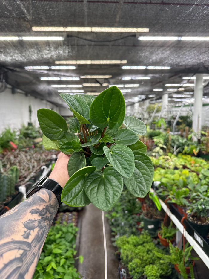 Peperomia Rana Verde