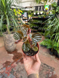Peperomia rugosa