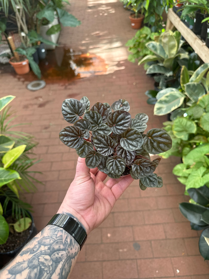 Peperomia Silver Luna
