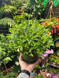 Peperomia trinervula