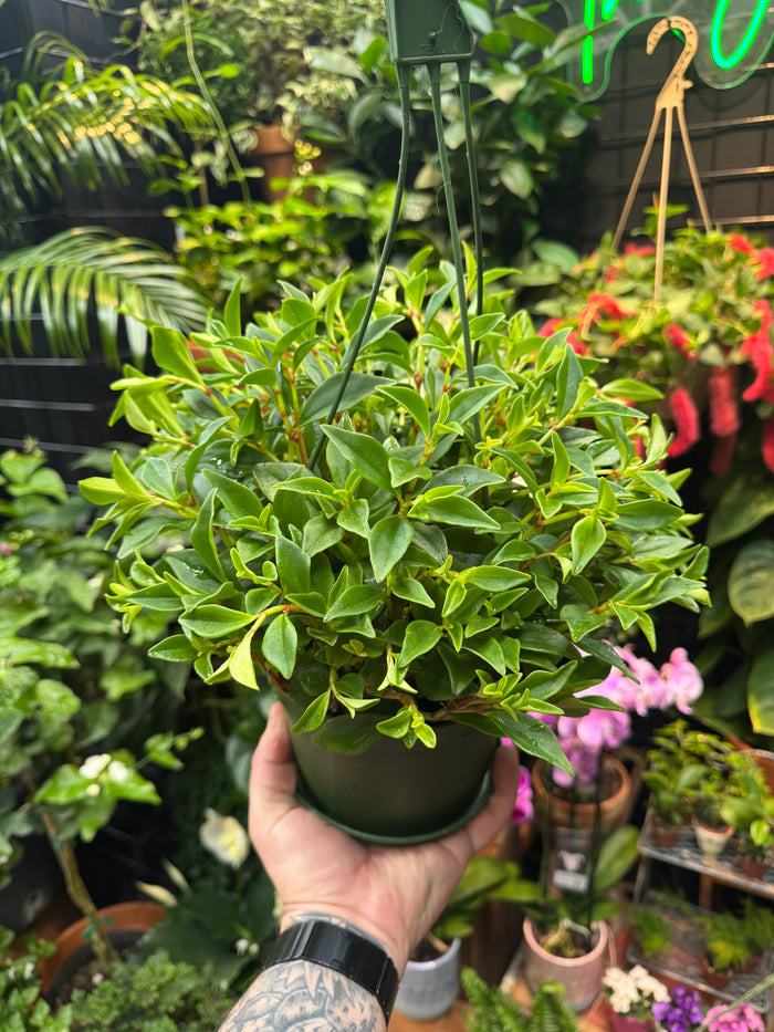 Peperomia trinervula