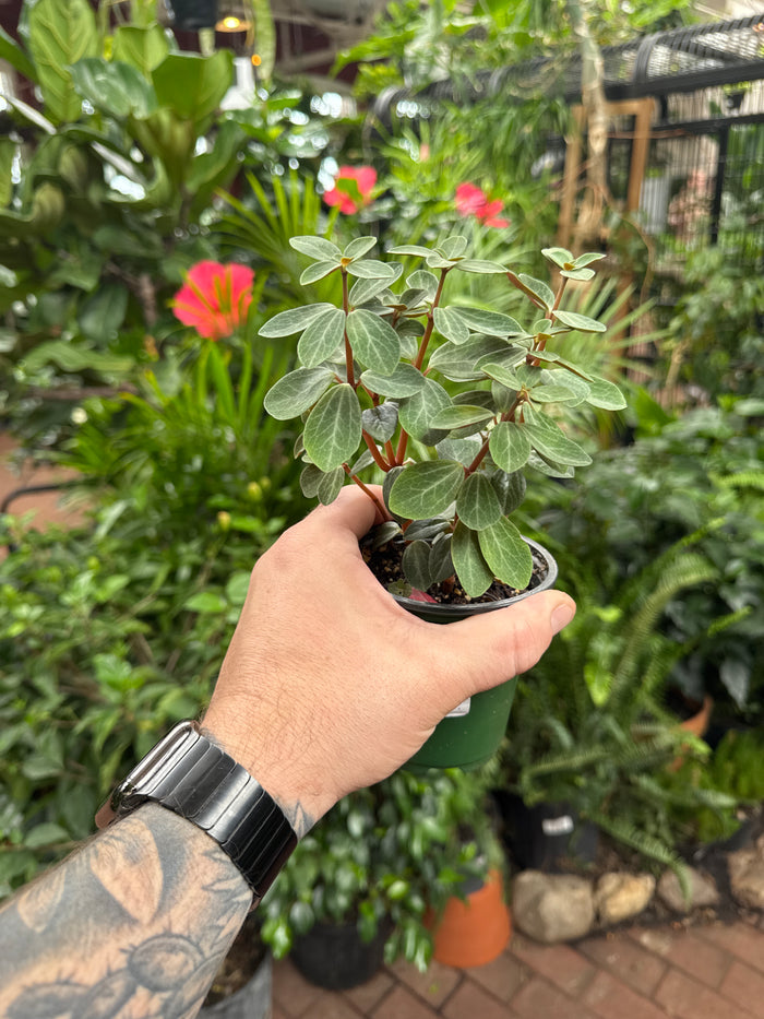 Peperomia verticillata 'Red Log'