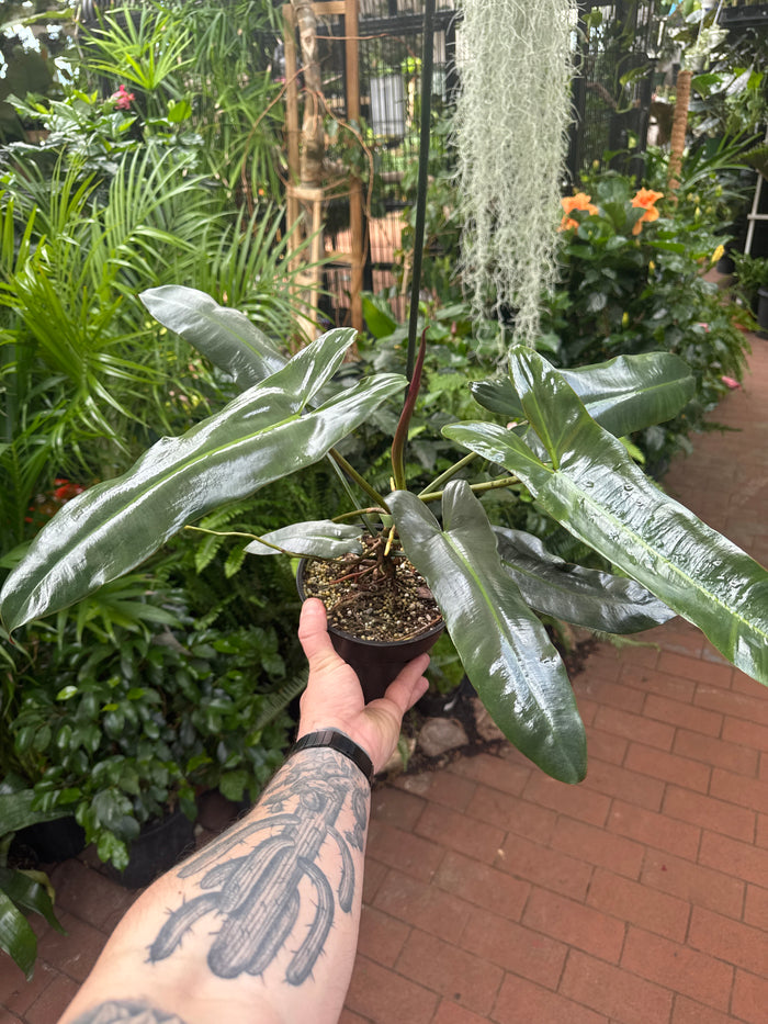 Philodendron Atabapoense