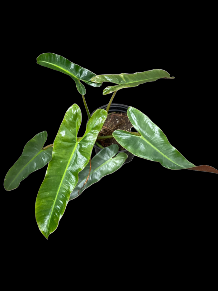 Philodendron Atabapoense