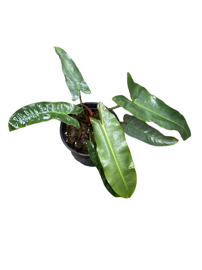 Philodendron Atabapoense