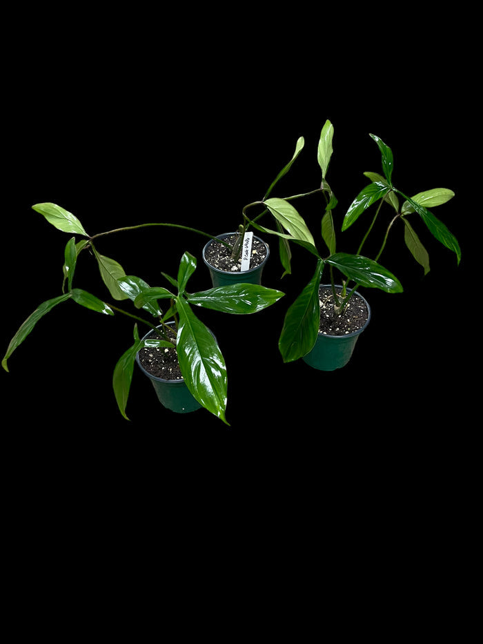 Philodendron Bette Waterbury (69686)