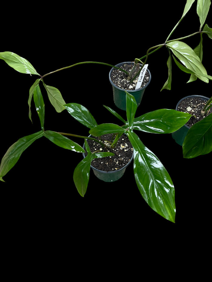 Philodendron Bette Waterbury (69686)