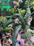 Philodendron Billietiae 'Black'