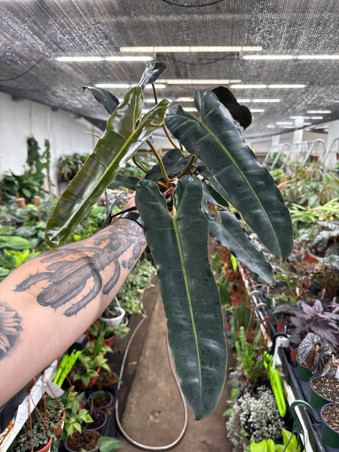 Philodendron Billietiae 'Black'