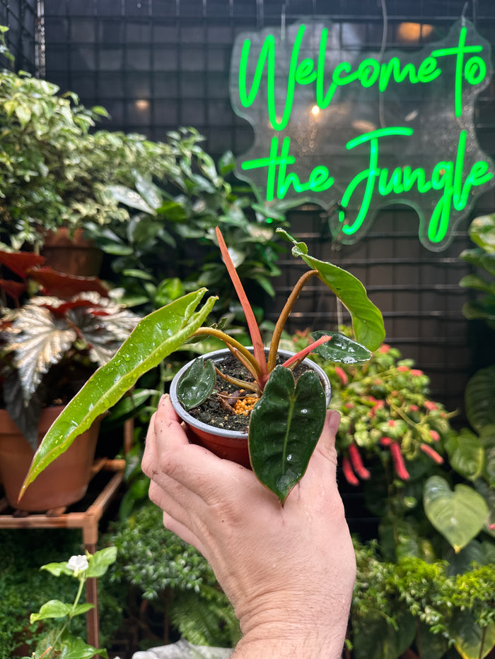 Philodendron Billietiae