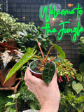 Philodendron Billietiae
