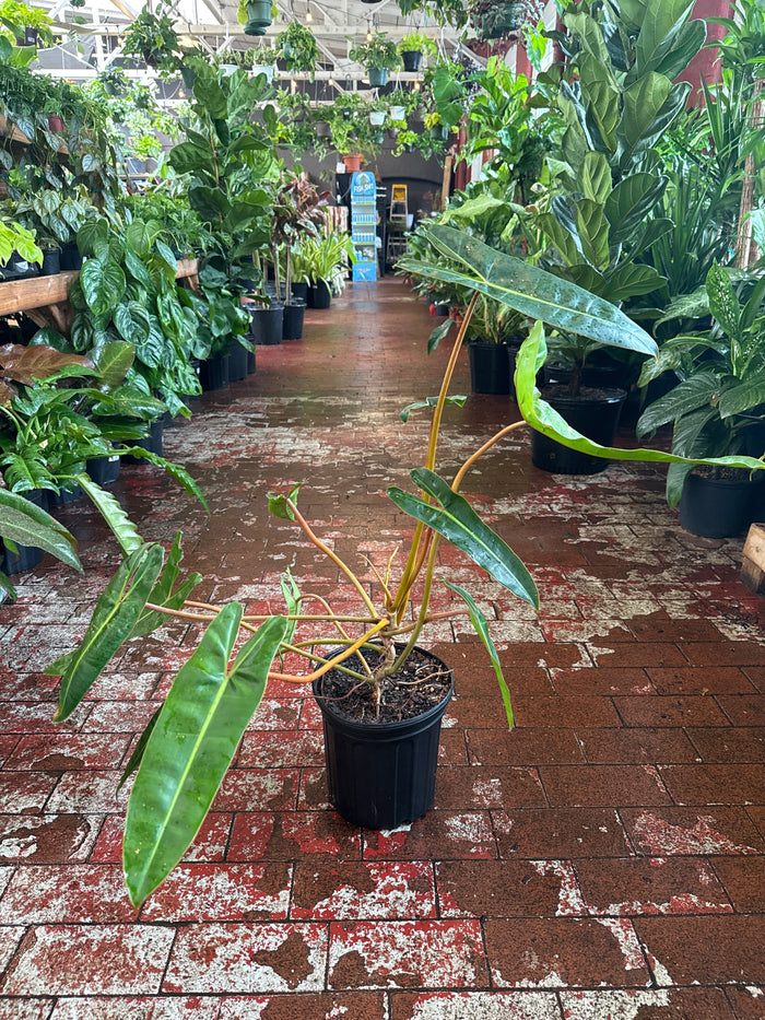 Philodendron Billietiae