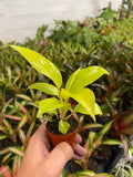 Philodendron bipinnatifidum “Selloum” Gold