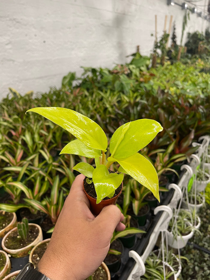 Philodendron bipinnatifidum “Selloum” Gold