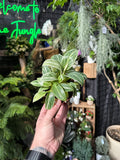 Philodendron Birkin 'Evian'