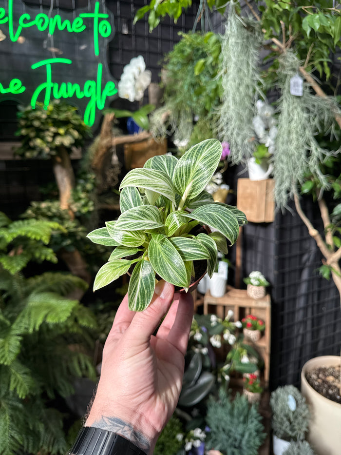 Philodendron Birkin 'Evian'