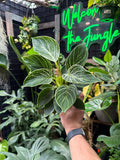 Philodendron Birkin