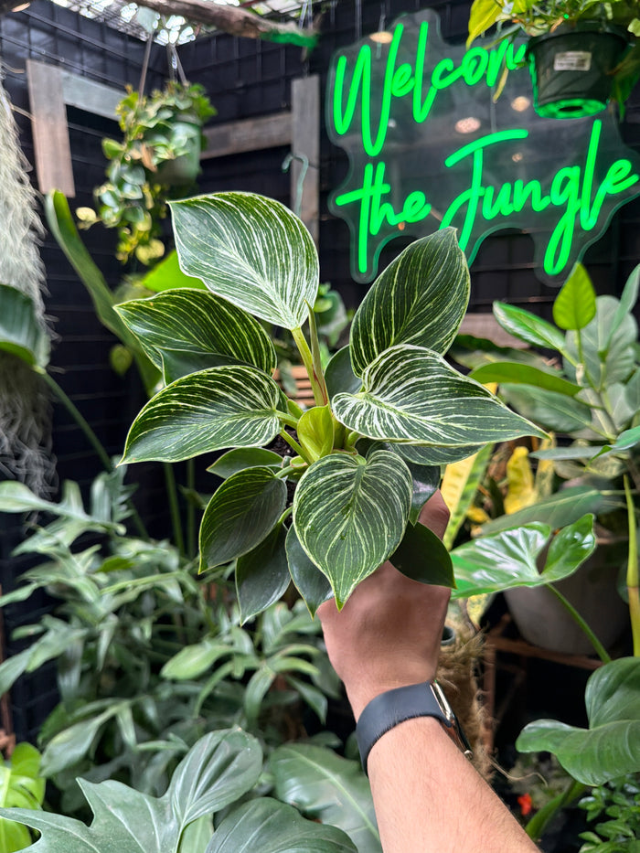 Philodendron Birkin