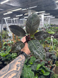 Philodendron 'Black Cardinal'