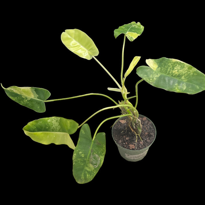 Philodendron 'Burle Marx Variegated'