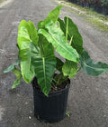 Philodendron 'Burle Marx'