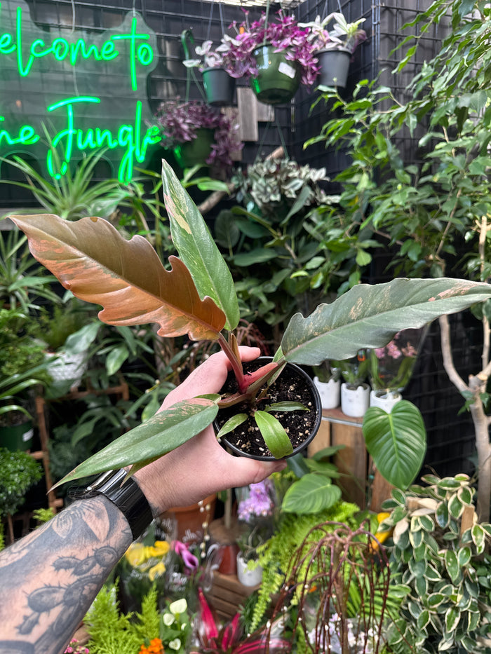 Philodendron Caramel Marble