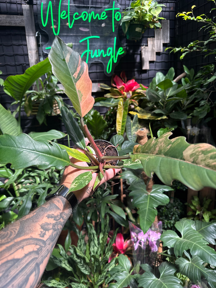 Philodendron Caramel Marble