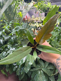 Philodendron Chocolate Empress