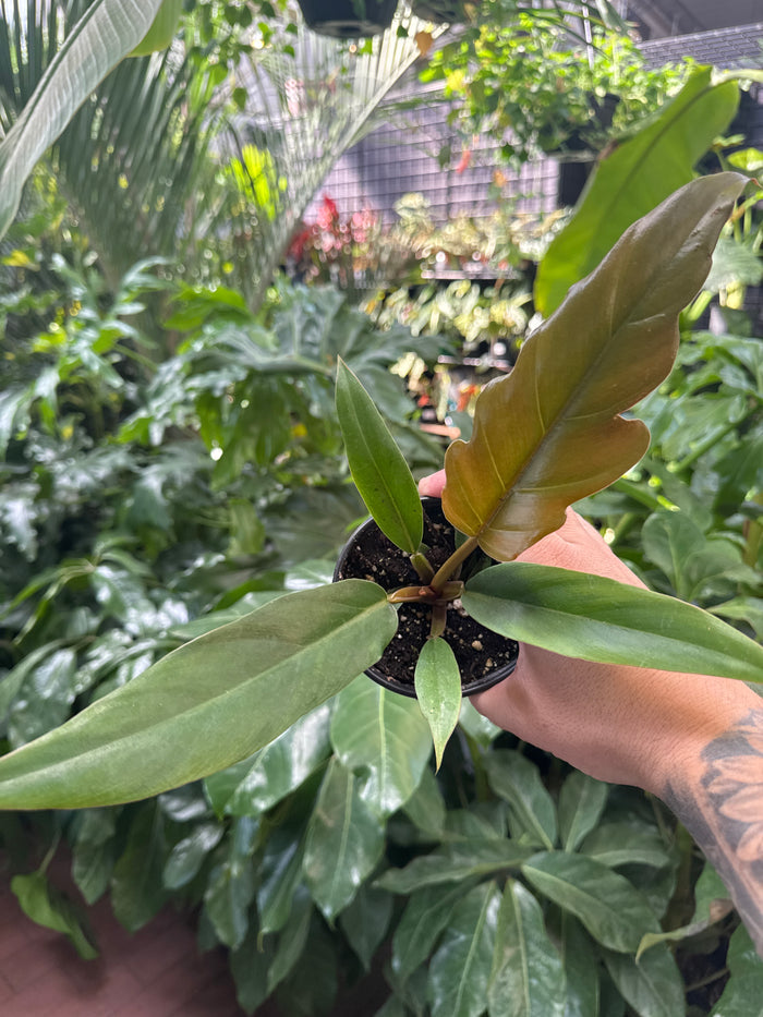 Philodendron Chocolate Empress
