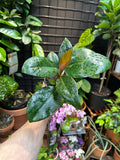 Philodendron 'Congo Rojo'