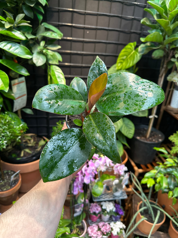 Philodendron 'Congo Rojo'
