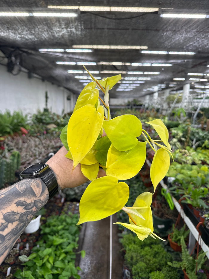 Philodendron Cordatum 'Lemon Lime'