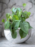 Philodendron cordatum