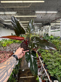 Philodendron ‘Dark Lord’