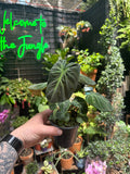 Philodendron El Choco Red