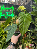Philodendron Esmeraldense