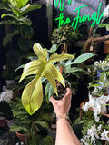 Philodendron Florida Ghost