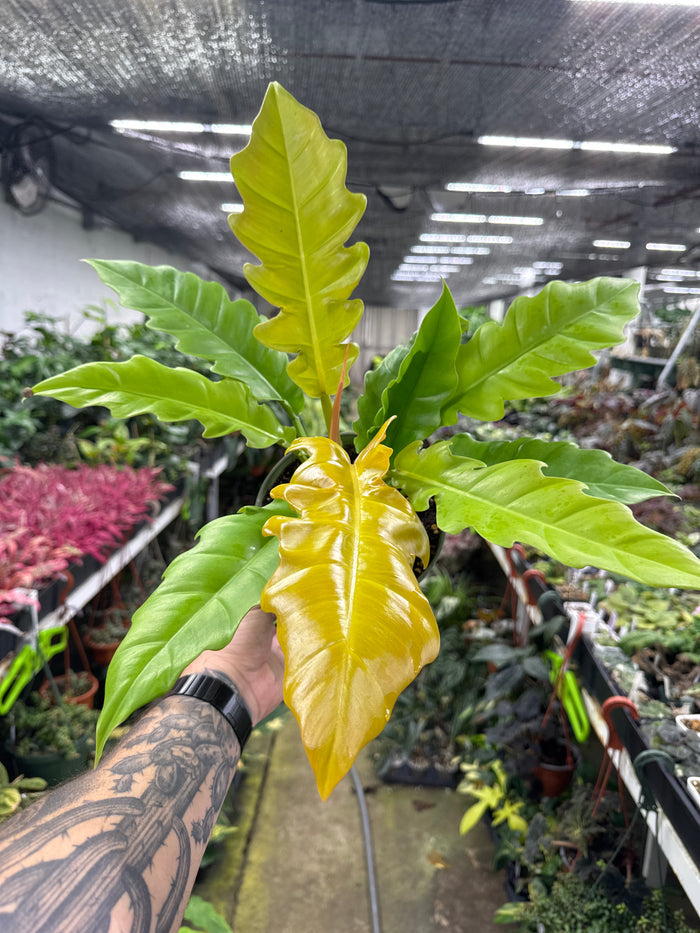 Philodendron Golden Crocodile
