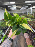 Philodendron hederaceum 'Cream Splash'