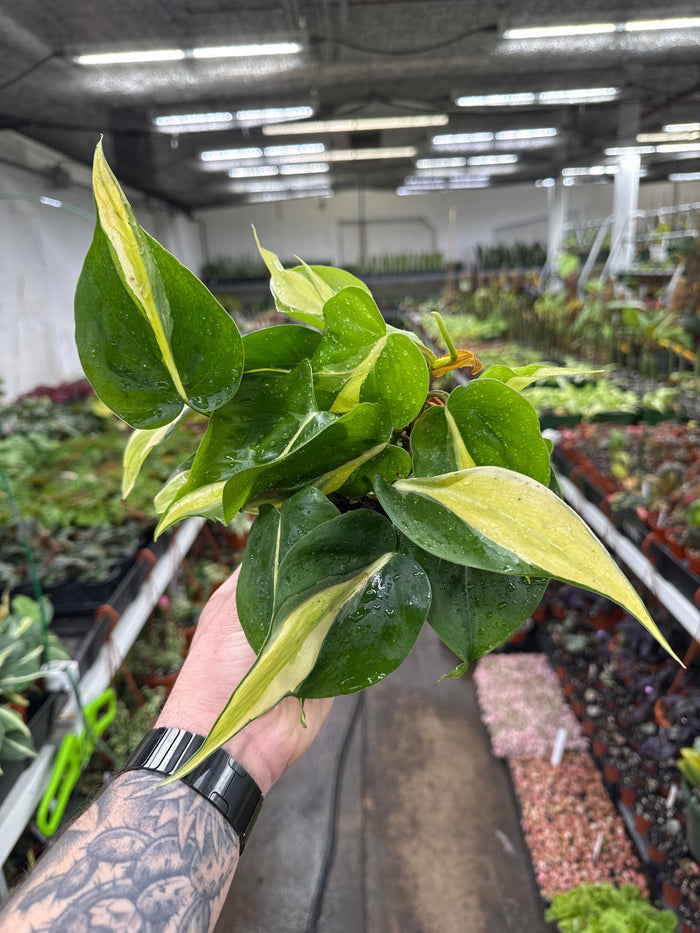 Philodendron hederaceum 'Cream Splash'
