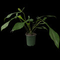 Philodendron Joepii