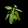 Philodendron Jose Buono