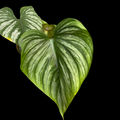 Philodendron Mamei "Silver Cloud"