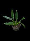Philodendron martianum 'Fat Boy'