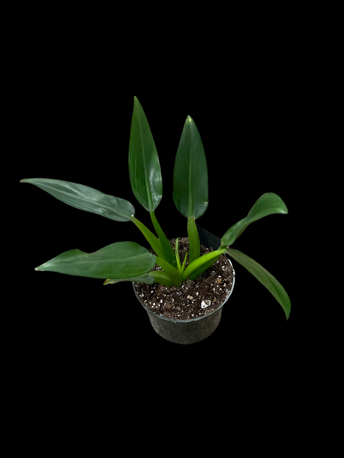 Philodendron martianum 'Fat Boy'