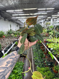 Philodendron Micans